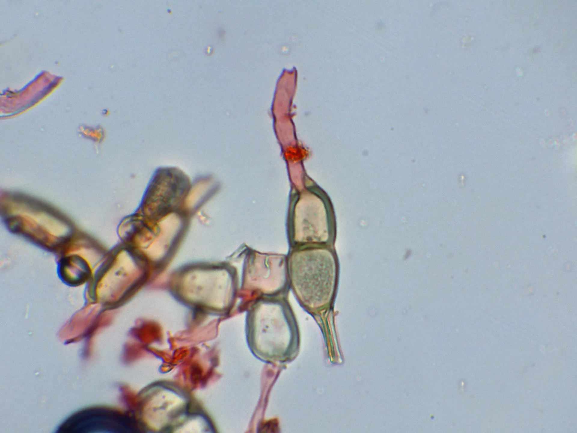 Microscopía de Puccinia teucrii - 10 - Protobasidio x 600-003